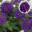 Afbeelding van Verbena P12 Blue